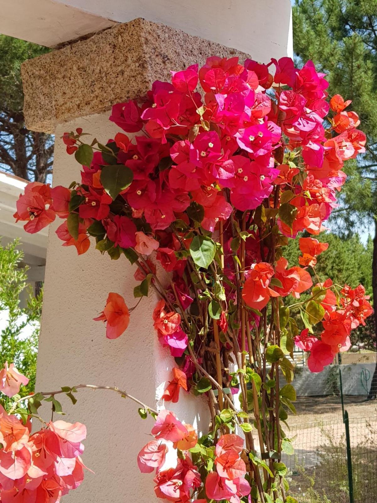 Villa Bouganville 15 Min A Piedi Dalla Spiaggia Rena Majore Esterno foto